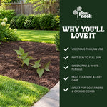 Sweet Potato Vine Tri-Color plant, photo 5