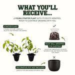 Candy Corn Vine Live Plant Starter Plug 2-Pack plant, photo 7