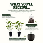 Lantana Trailing White Live Plant Starter Plug 2-Pack plant, photo 7