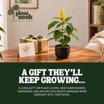 Yellow Shrimp Plant Pachystachys Lutea plant, photo 7