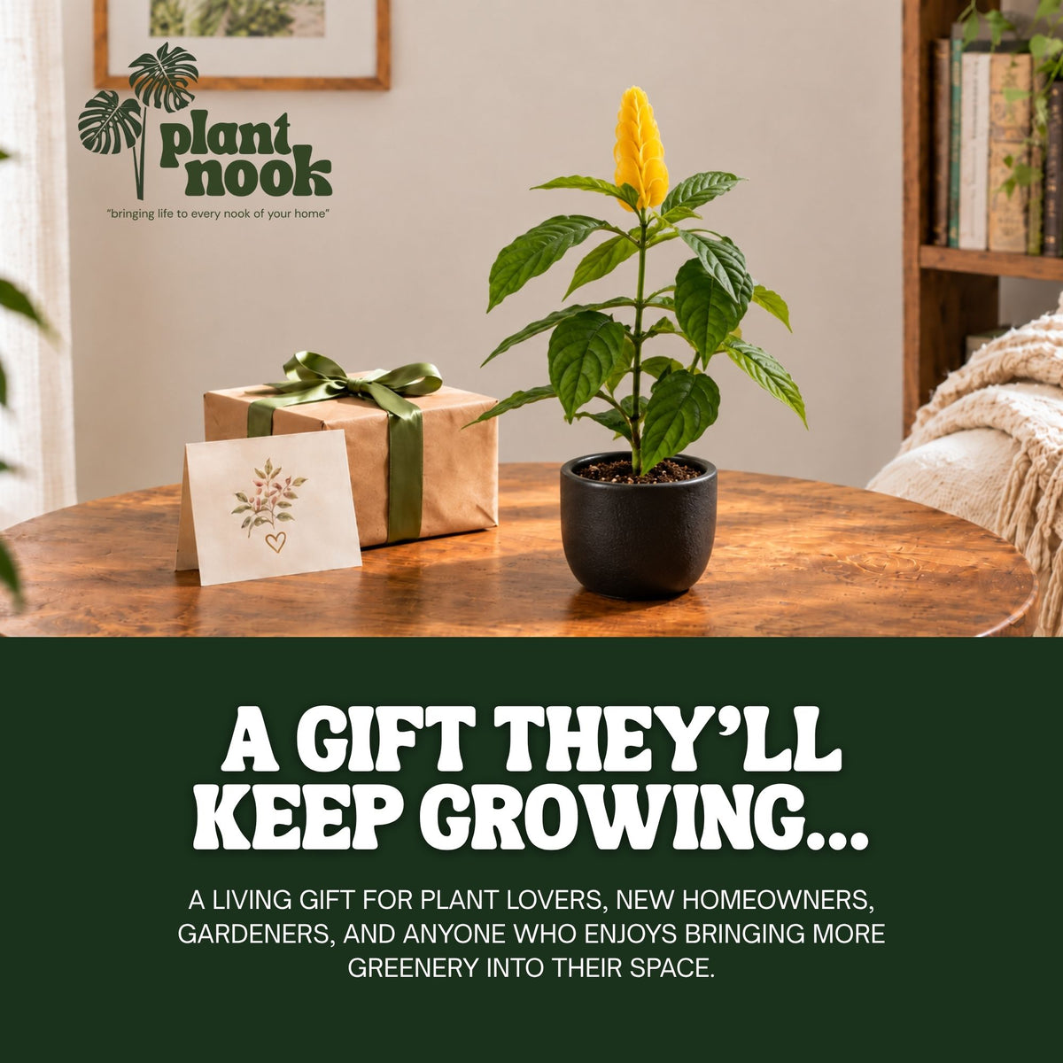 Yellow Shrimp Plant Pachystachys Lutea plant, photo 7
