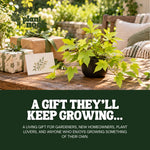 Sweet Potato Vine Compact Margie plant, photo 8