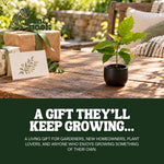 Peanut Tree plant, photo 8
