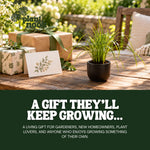 Fireworks Fountain Grass plant, photo 8