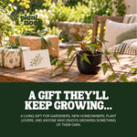 Sweet Potato Vine Blackie plant, photo 8