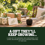 Black Mission Fig Tree plant, photo 8