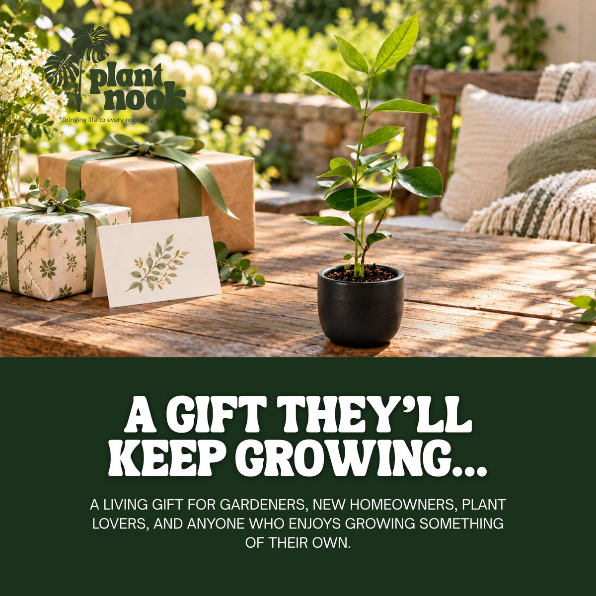 Strawberry Guava plant, photo 6
