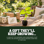 Sweet Potato Vine Margarita plant, photo 8