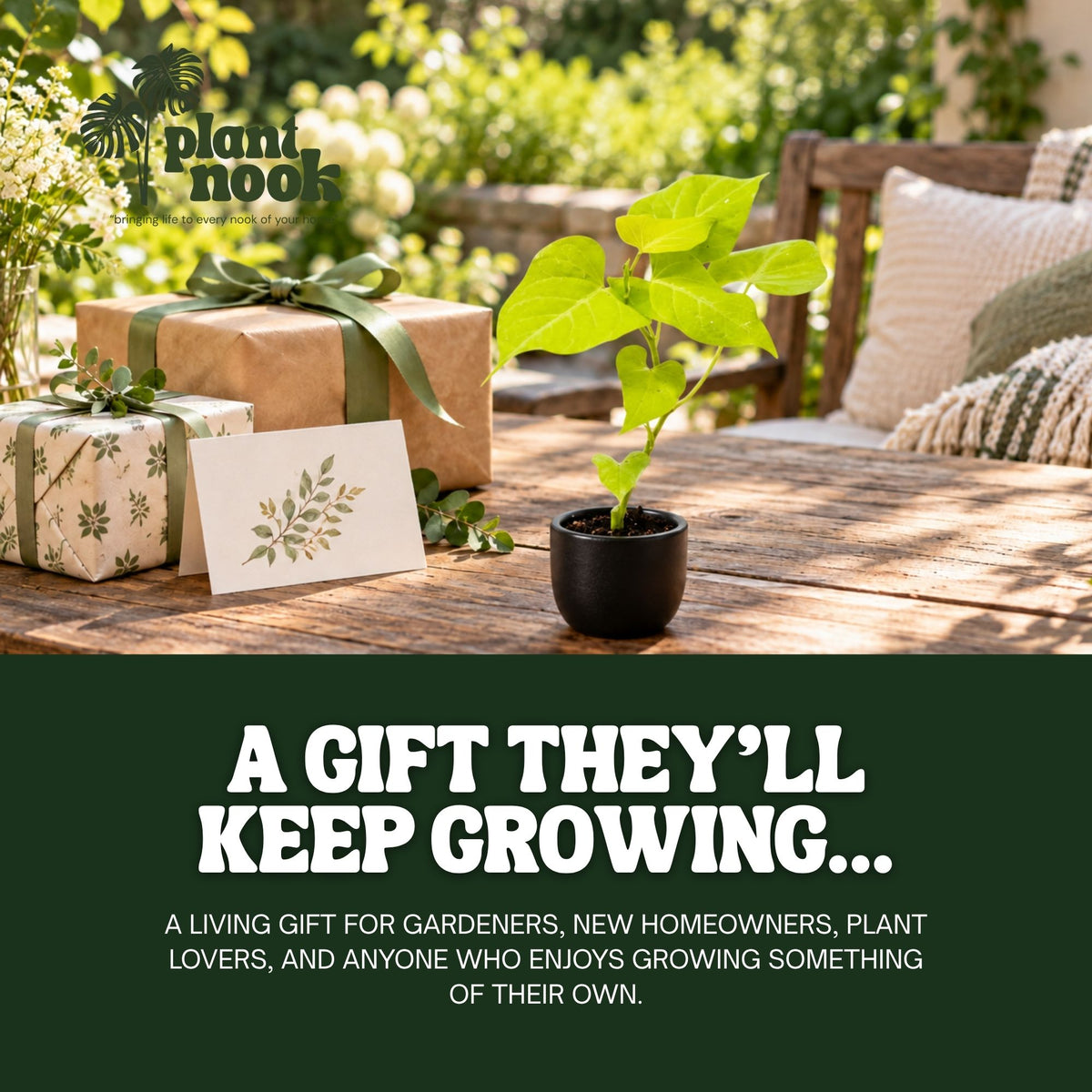 Sweet Potato Vine Margarita plant, photo 8