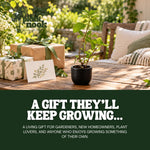 Lantana Tangerine plant, photo 8