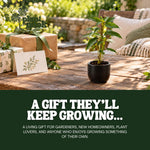 Cuphea David Verity plant, photo 8