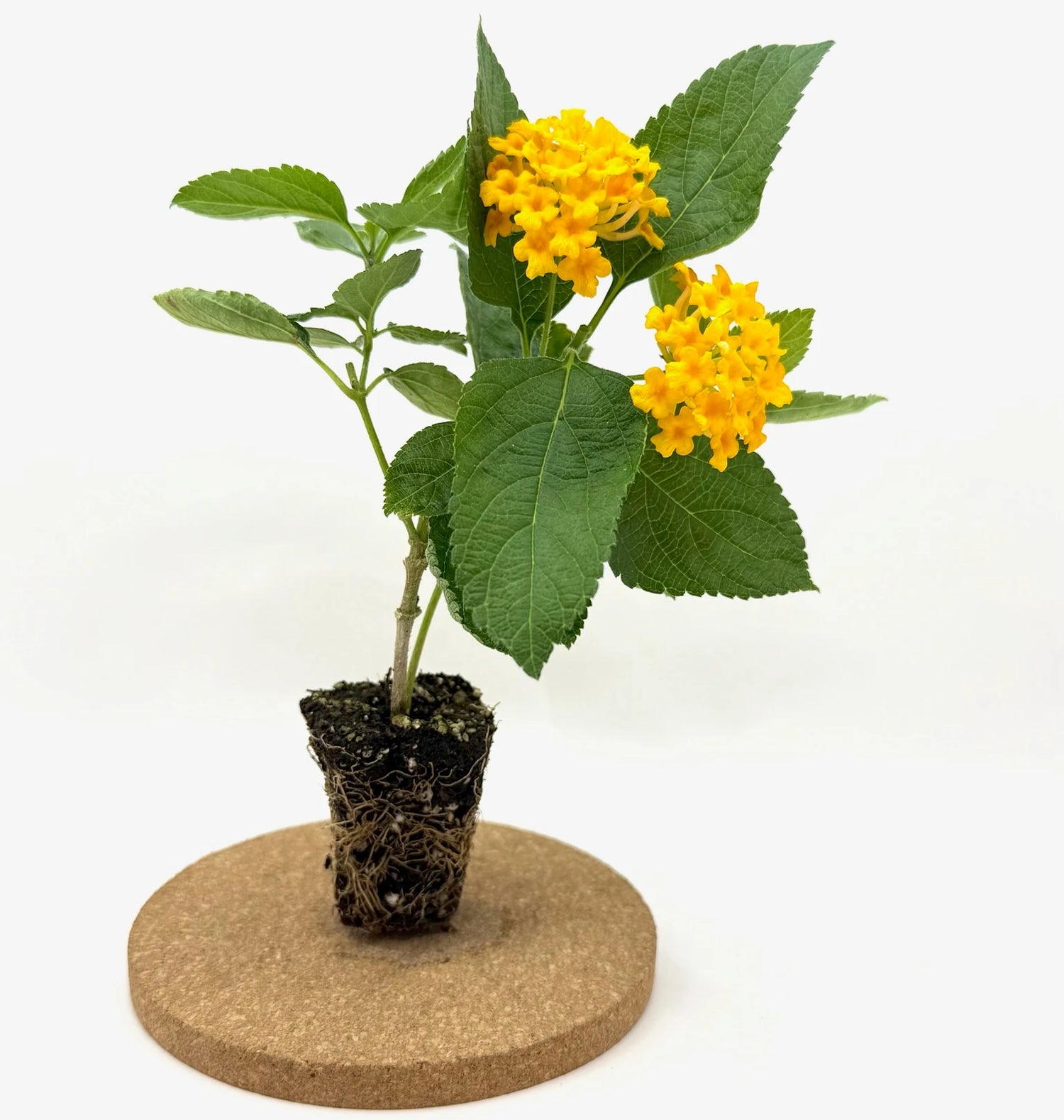 Lantana Camera "Bright Orange"