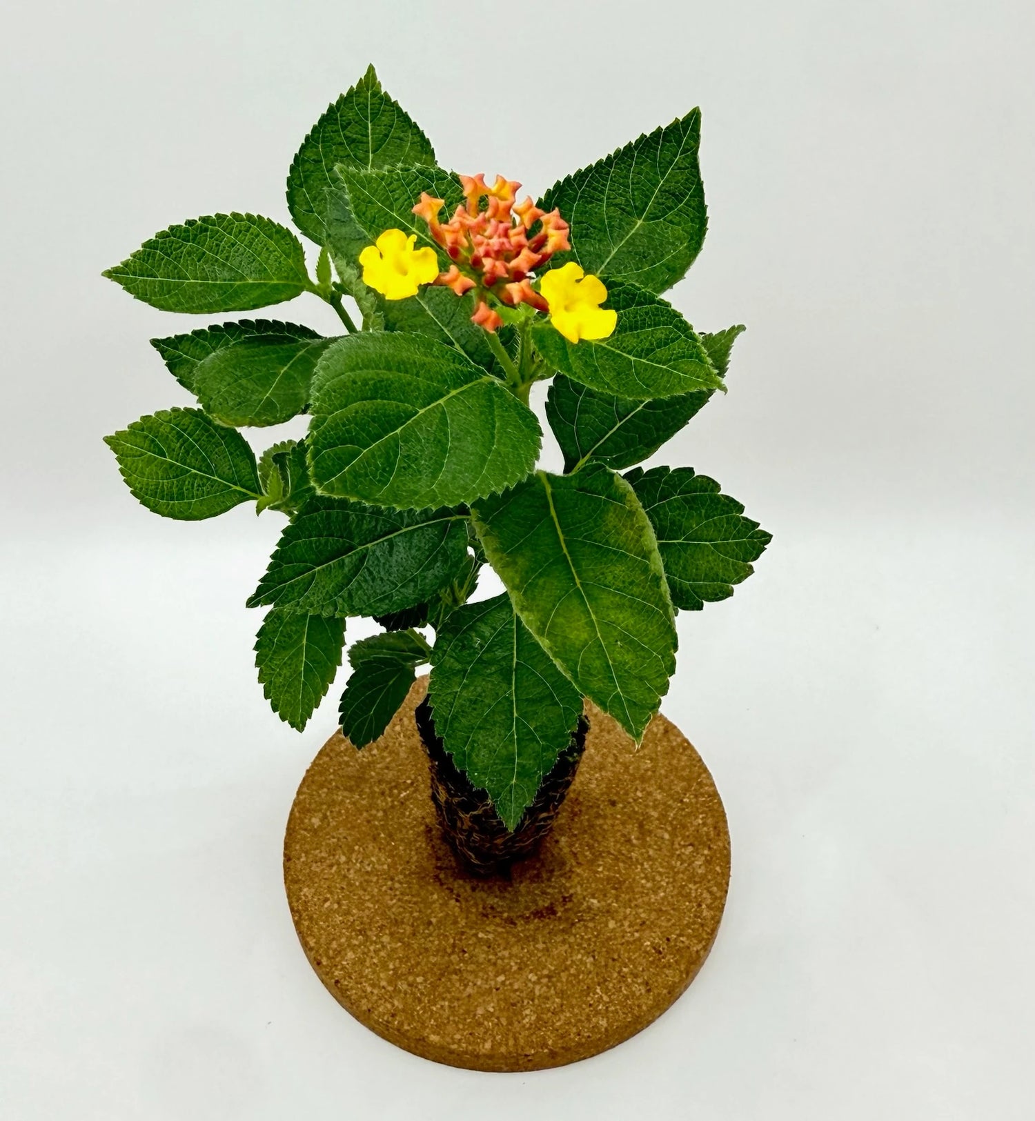 Lantana Camera "Anne Marie"