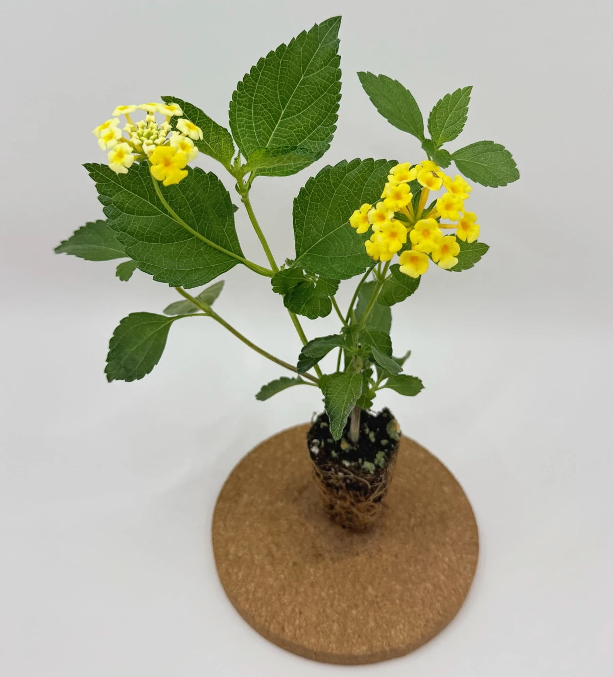 Lantana Camera "Chapel Hill Gold"