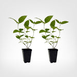 Lantana Trailing White Live Plant Starter Plug 2-Pack live starter plant