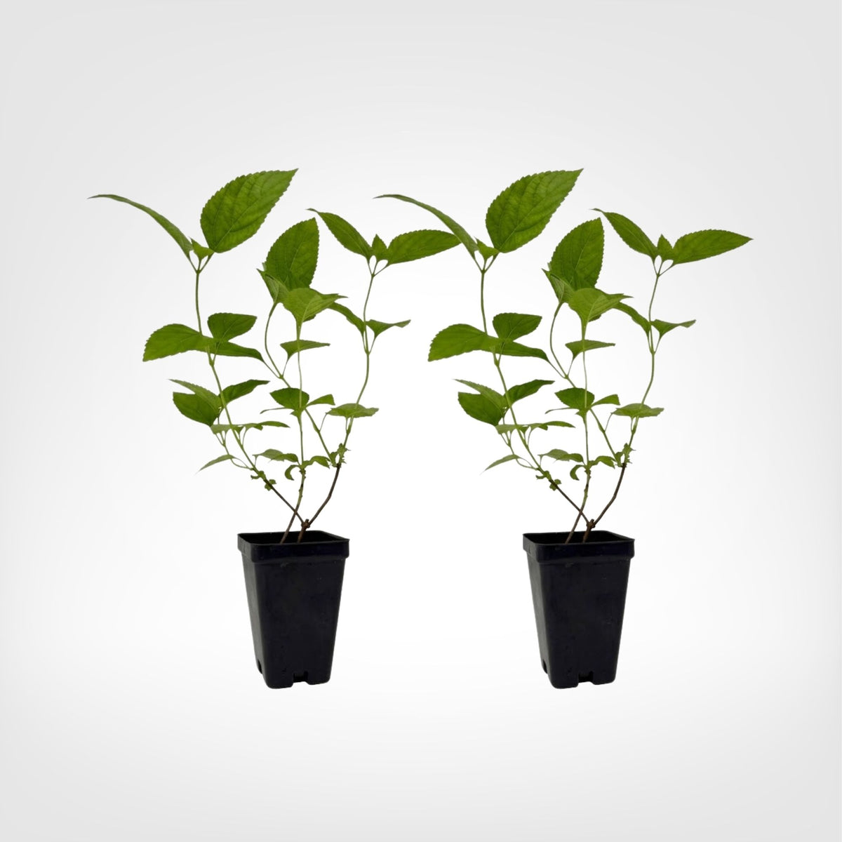 Lantana Trailing White Live Plant Starter Plug 2-Pack live starter plant