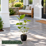 Lantana Trailing White Live Plant Starter Plug 2-Pack plant, photo 2