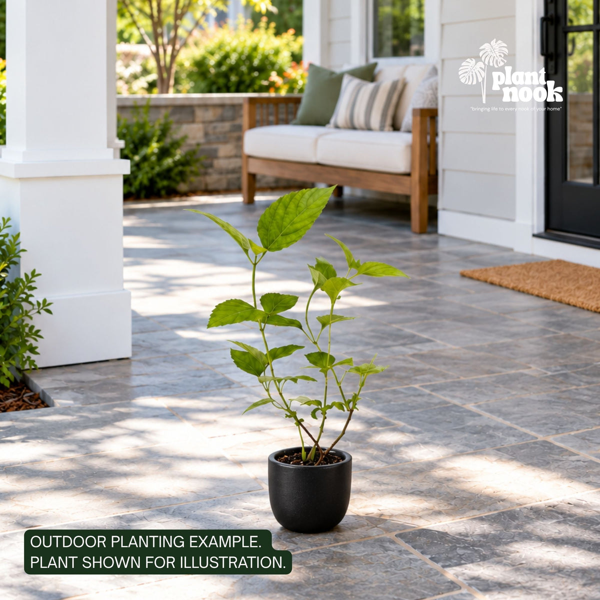 Lantana Trailing White Live Plant Starter Plug 2-Pack plant, photo 2