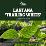 Lantana Trailing White Live Plant Starter Plug 2-Pack plant, photo 3