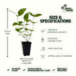Lantana Trailing White Live Plant Starter Plug 2-Pack plant, photo 4