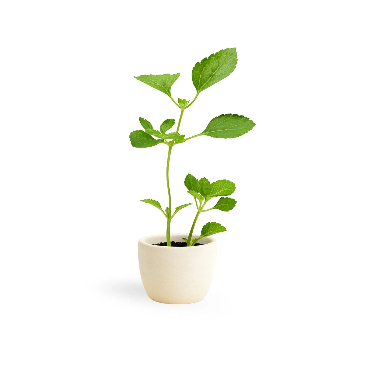 Lantana Camera "Spreading Sunset"