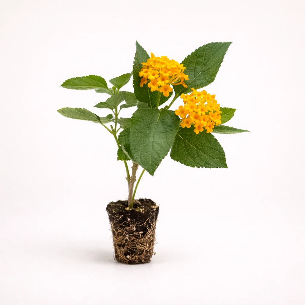 Lantana Camera "Bright Orange"