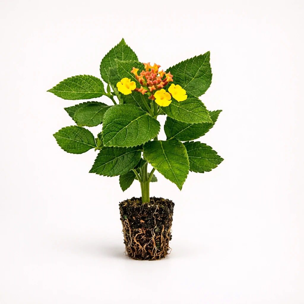 Lantana Camera "Anne Marie"