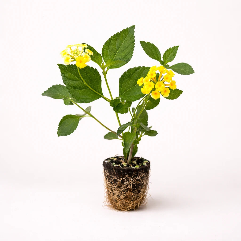 Lantana Camera "Chapel Hill Yellow"