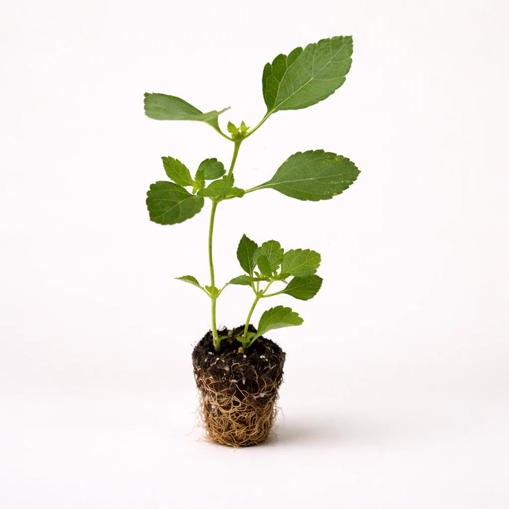 Lantana Camera "Spreading Sunset"