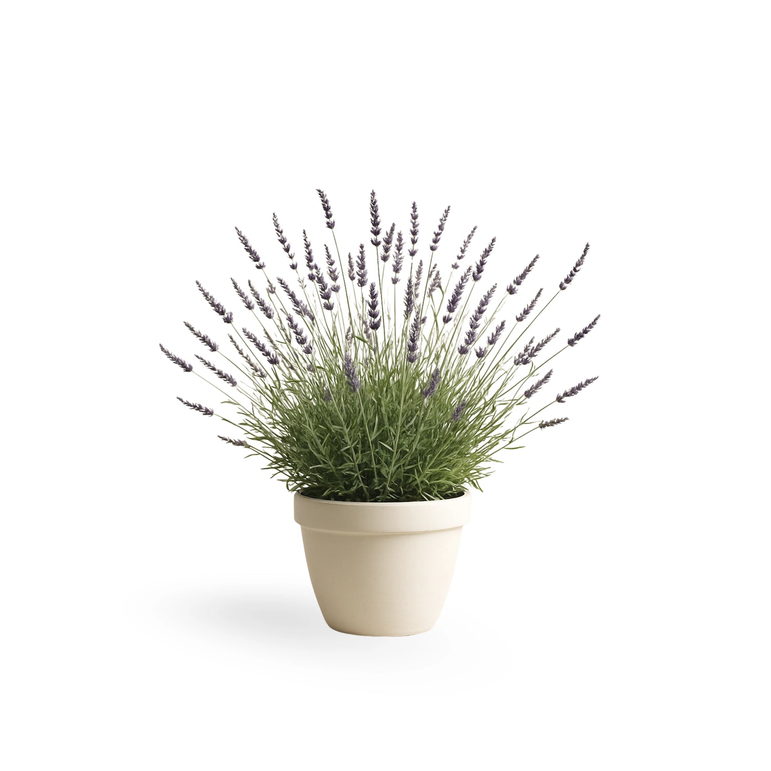 Lavender "Phenomenal"