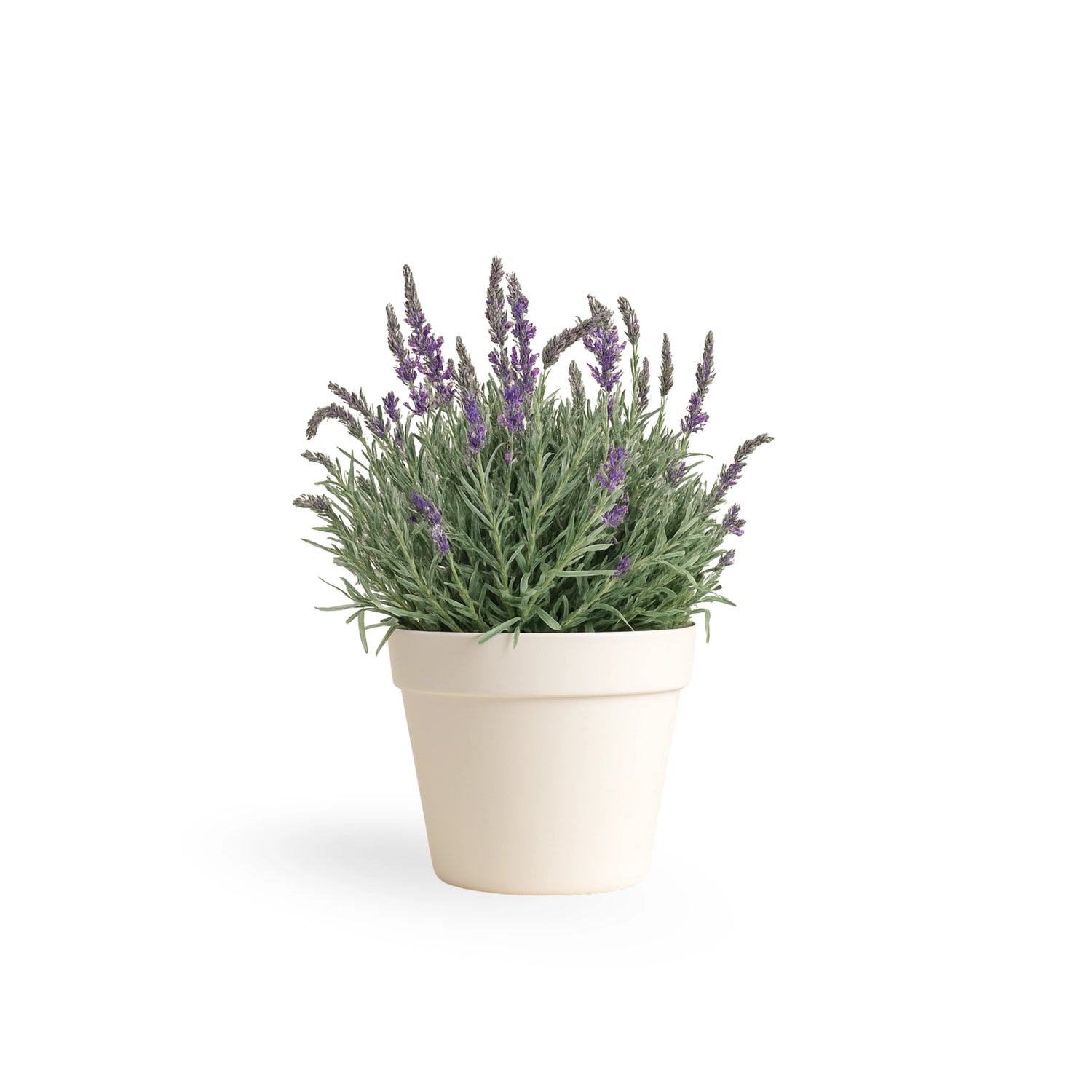 Lavender "Goodwin Creek"