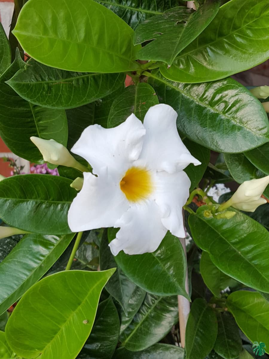 Mandevilla "Bride’s Cacscade"
