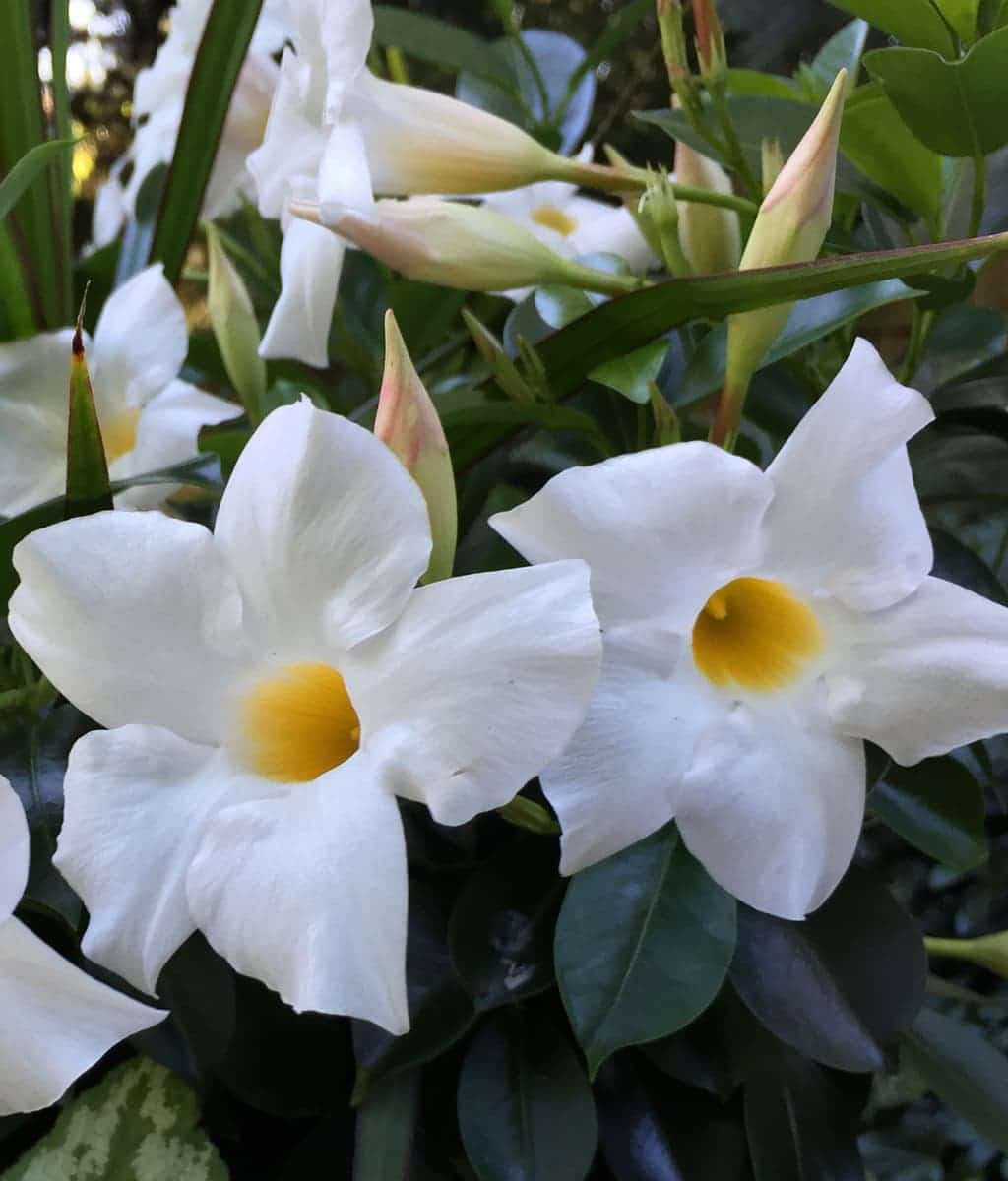 Mandevilla "Bride’s Cacscade"