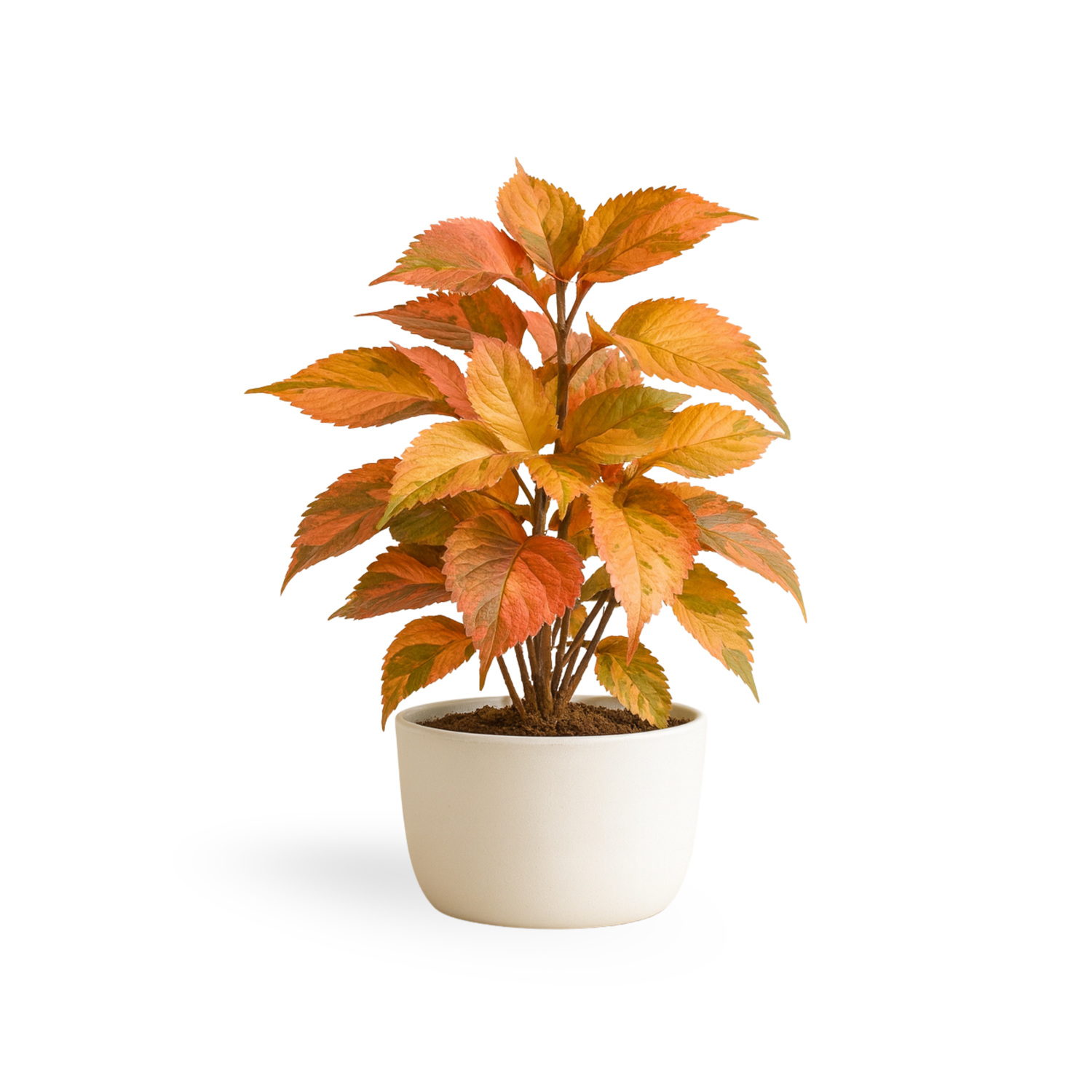 Acalypha "Peach Swirl"