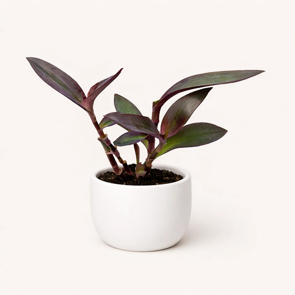 Setcreasea "Purple Heart"