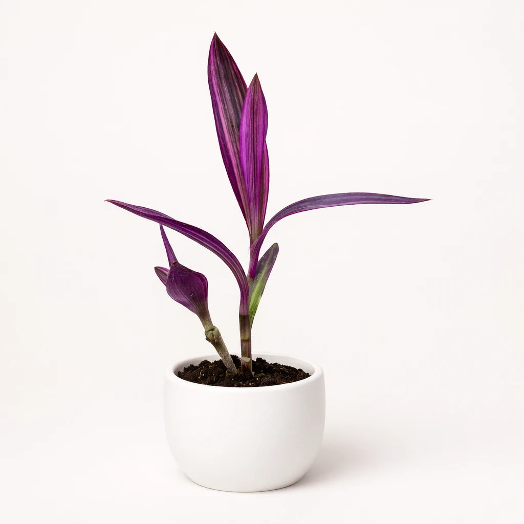 Setcreasea "Varigated"