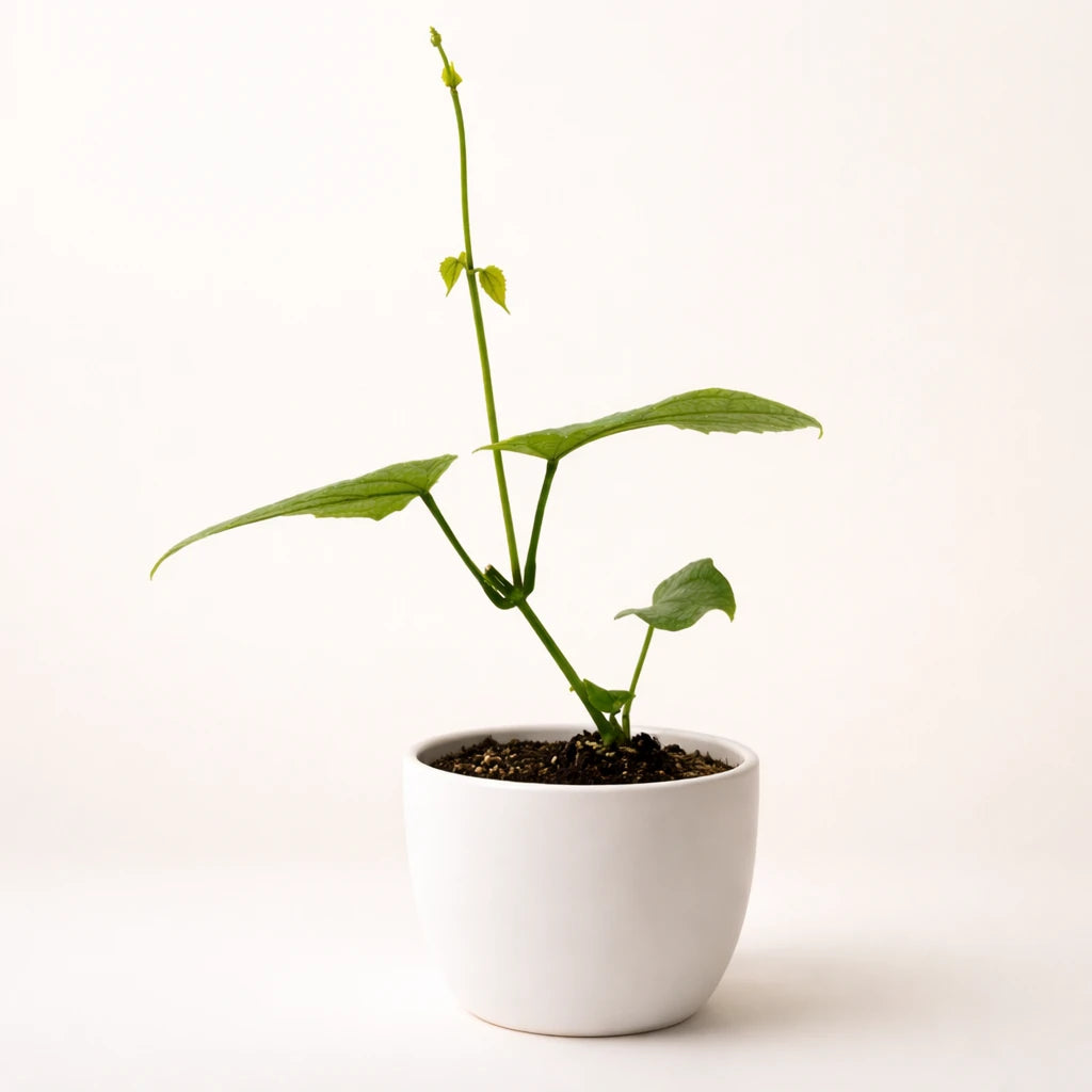 Thunbergia "Grandiflora"