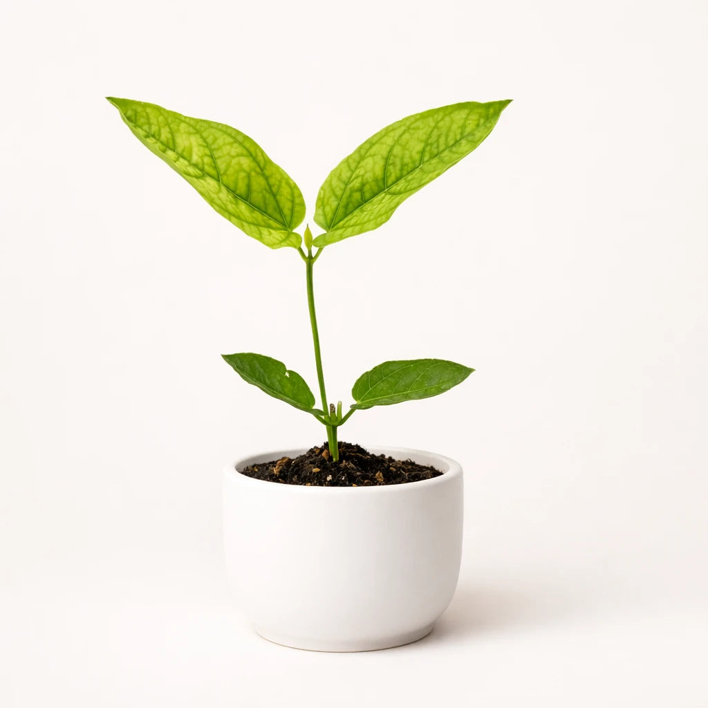 Thunbergia "Battiscombei" (Blue Glory)