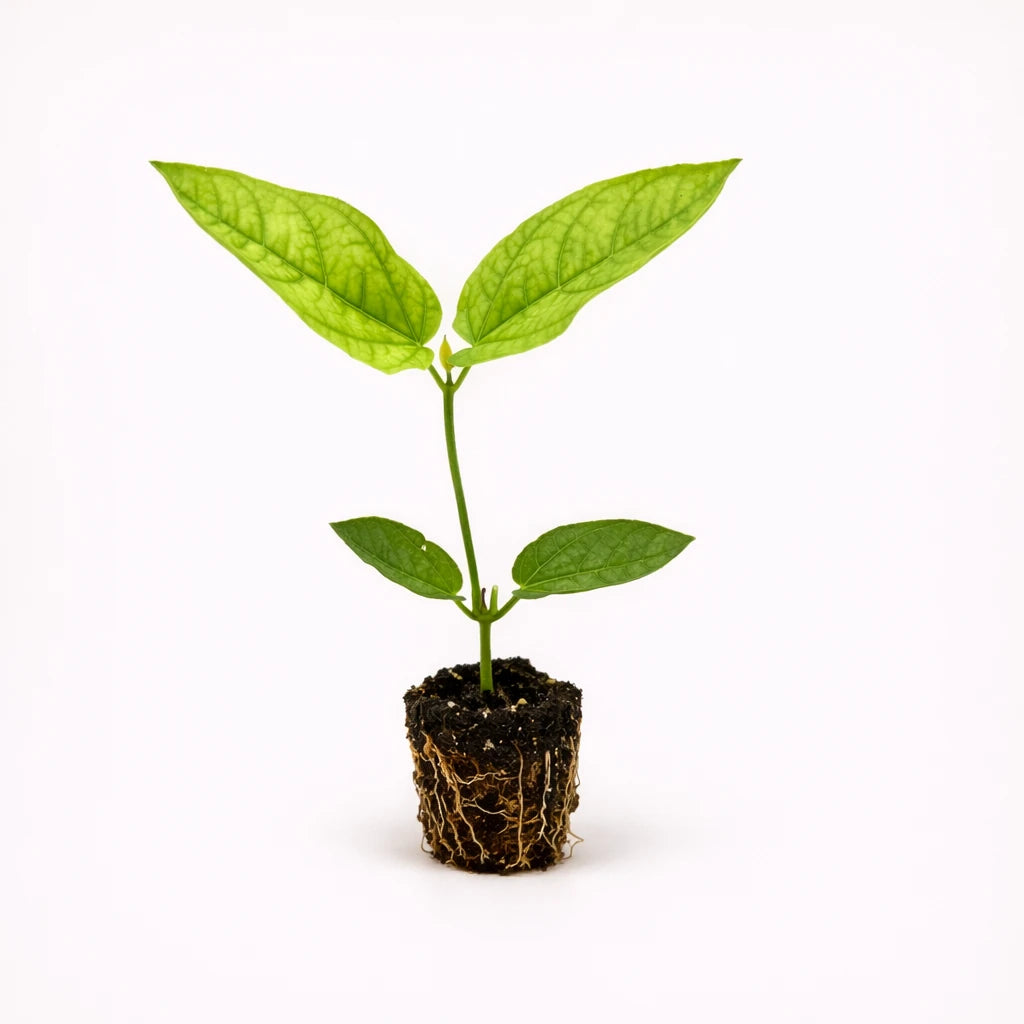 Thunbergia "Battiscombei" (Blue Glory)