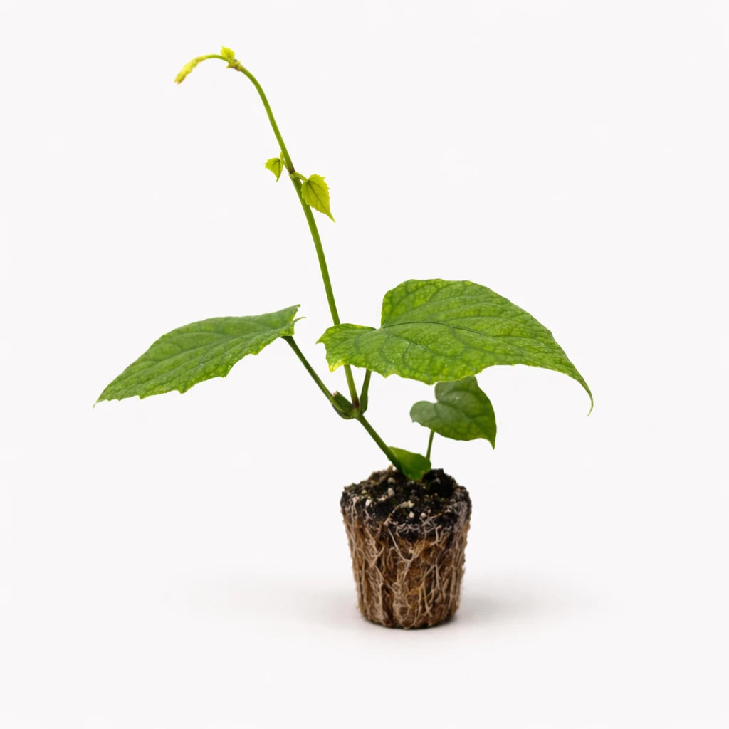 Thunbergia "Grandiflora"