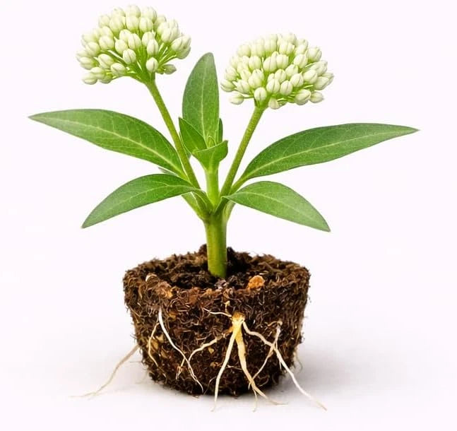 Asclepias Curassavic "White Vining Milkweed"