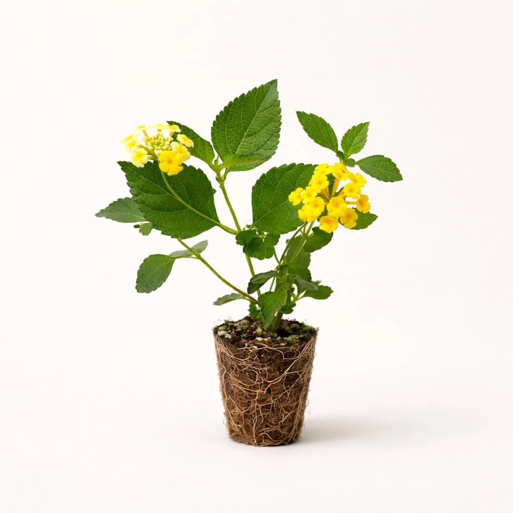 Lantana Camera "Chapel Hill Gold"