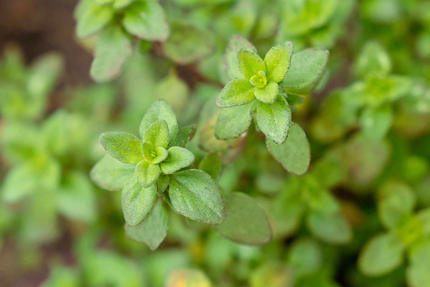 Thyme "Lemon"