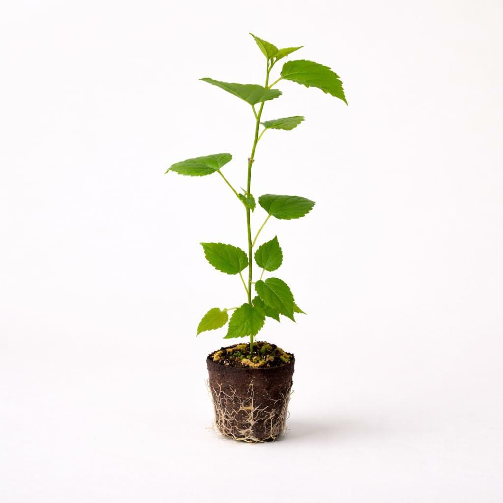 PLANT NOOK Illinois Everbearing Mulberry Live Plant Starter Plug 2-Pack | Sweet Long Mulberries | Self Fertile Fruit Tree | Long Harvest Season | Full Sun Zones 49
