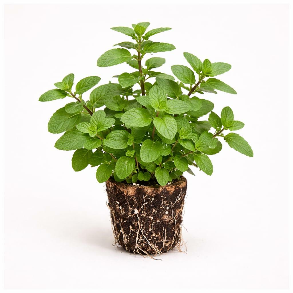 PLANT NOOK Mojito Mint Live Plant Starter Plug 2-Pack | Mentha x villosa Cuban Mint | Classic Cocktail Herb | Strong Aroma | Full Sun to Part Shade