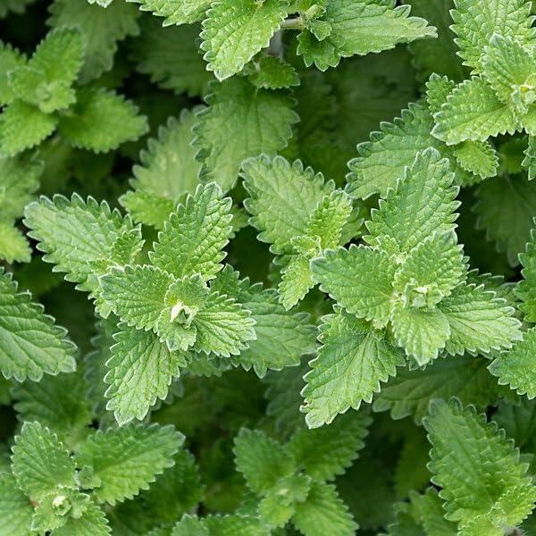 PLANT NOOK Catnip Live Plant Starter Plug 2-Pack | Nepeta cataria Herb | Cat Friendly Plant | Pollinator Flowers for Bees and Butterflies | Full Sun