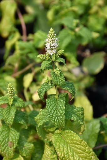 PLANT NOOK Mojito Mint Live Plant Starter Plug 2-Pack | Mentha x villosa Cuban Mint | Classic Cocktail Herb | Strong Aroma | Full Sun to Part Shade
