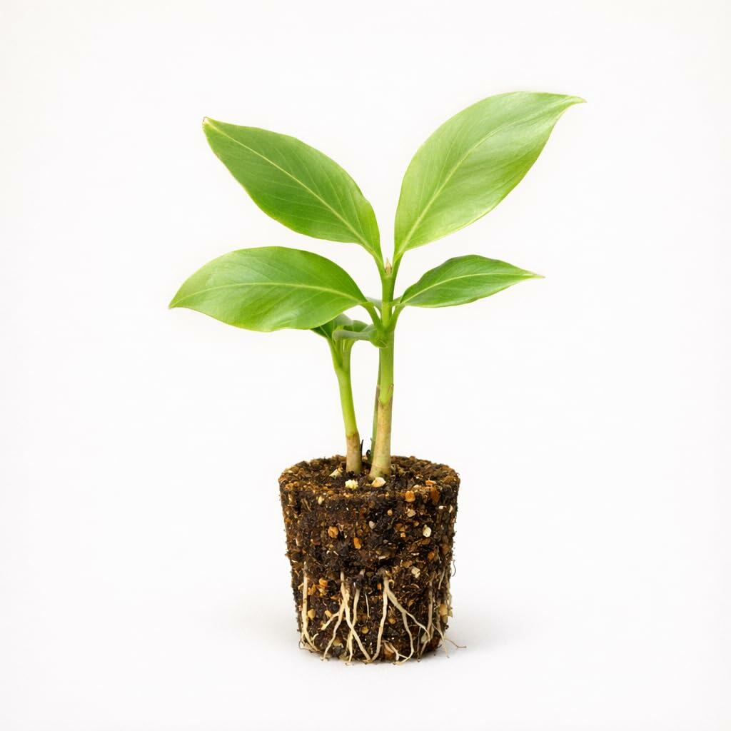 PLANT NOOK Shampoo Ginger (Zingiber zerumbet) Live Plant Starter Plug 2-Pack | Awapuhi Pinecone Ginger | Tropical Clumping Plant for Part Shade | Zones 911