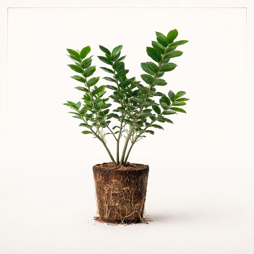 PLANT NOOK Blueberry Windsor Live Plant Starter Plug 2-Pack | Southern Highbush Blueberry | Very Large Berries with Great Flavor | Full Sun Fruit Plant