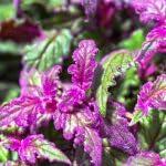 PLANT NOOK Gynura nepalensis Dawn Dewa Live Plant Starter Plug 2-Pack | Purple Passion Foliage Plant | Velvety Deep Purple Leaves | Indoor or Patio Plant